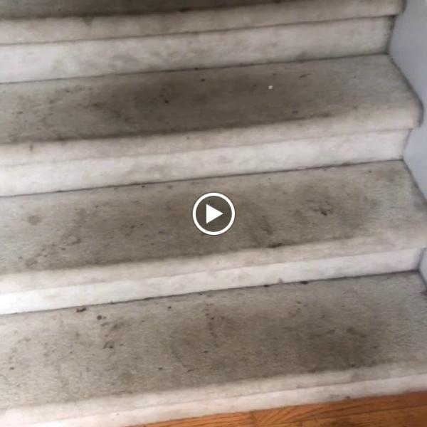 Citicarpetcleaning