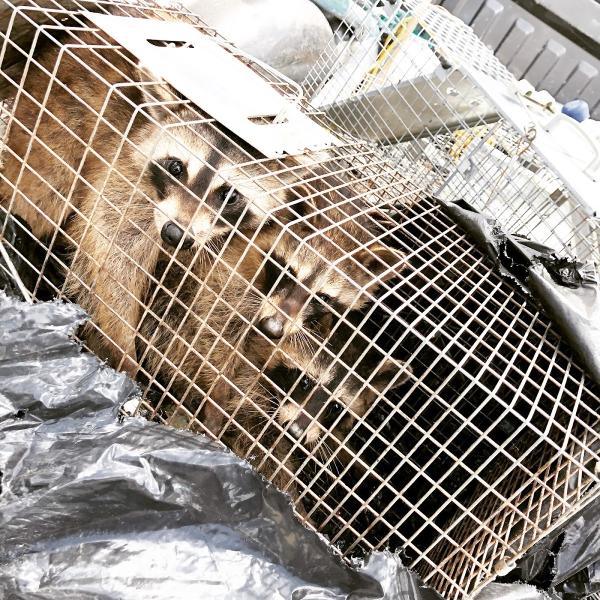 Ginx Rodent and Wildlife Removal LLC