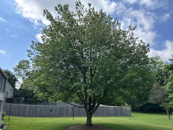 Parkway Tree