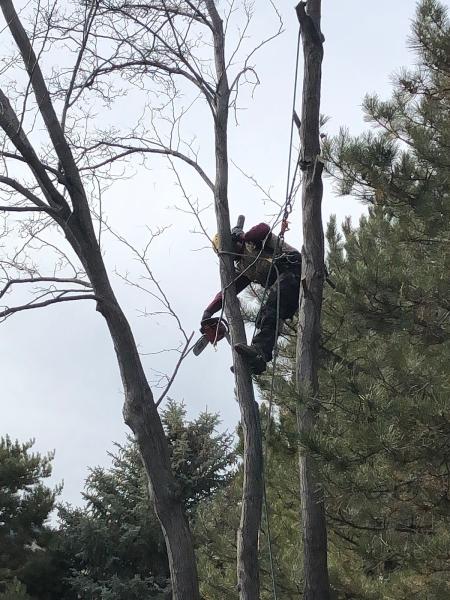 Joe Benigno's Tree Services