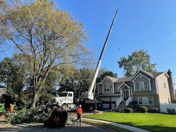 Big Foot Tree Service