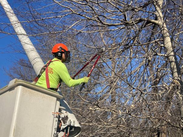 SH Tree Service