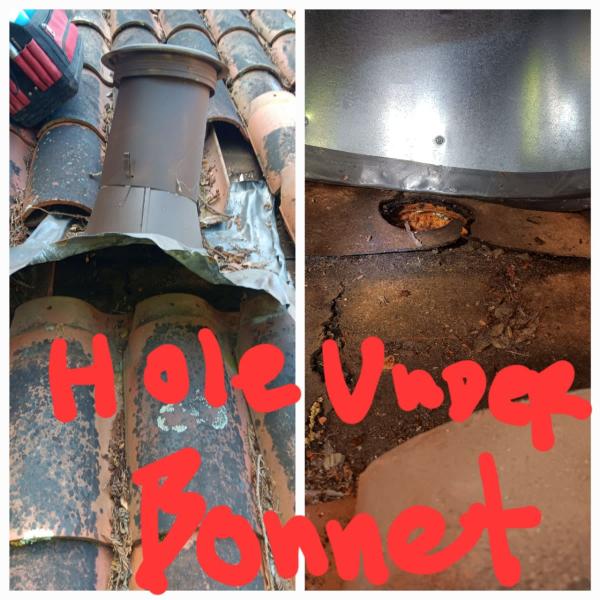 Done Right Rodent Proofing Novato