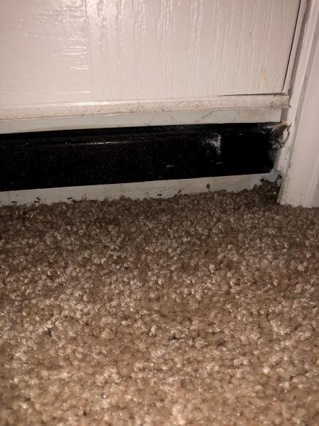 Tahoma Specialty Pest Services