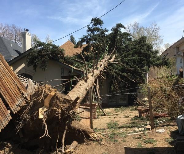 Jones Tree & Lawn