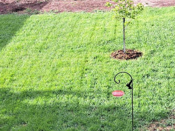 Turf Surfers Lawn and Sprinkler