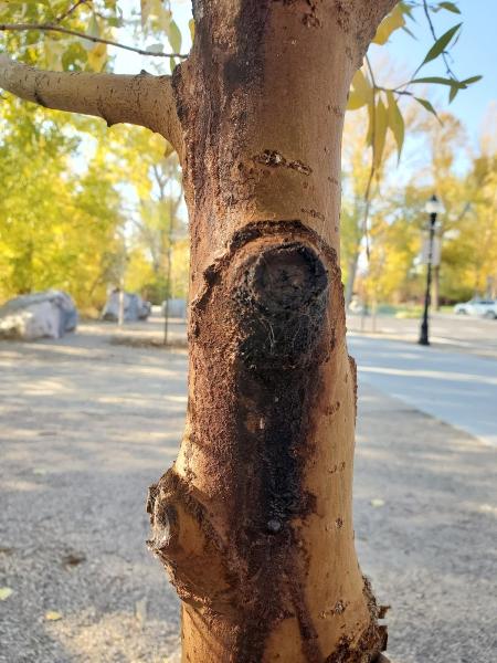 Zachary Smith Arboriculture