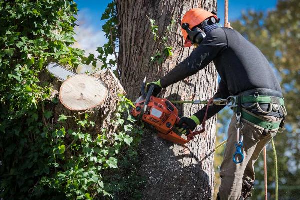 Maggs Professional Tree Service LLC
