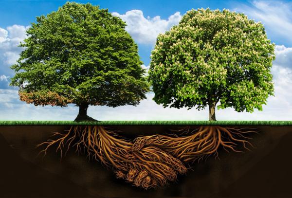 Absolute Tree Solutions