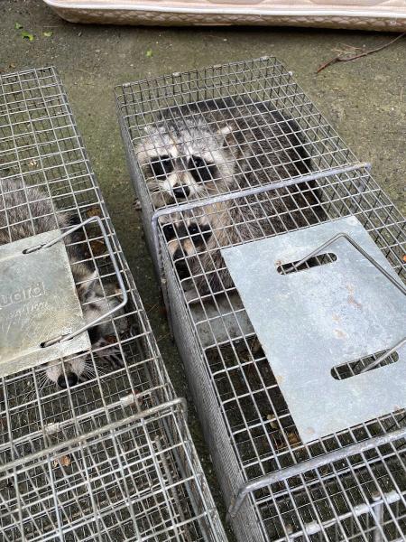 Adams Animal Bat Removal & Wildlife Control