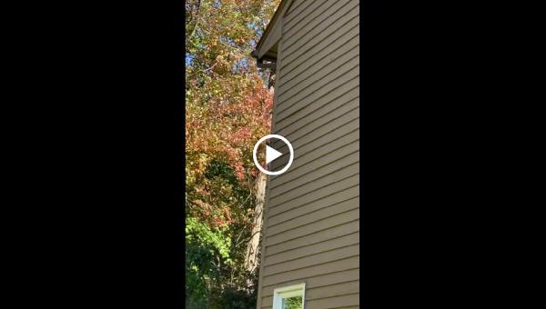 Adams Animal Bat Removal & Wildlife Control