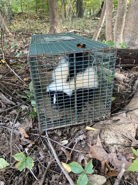 Adams Animal Bat Removal & Wildlife Control