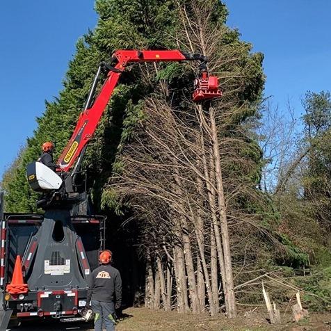 Dillon Tree Service