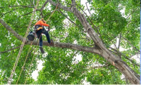 Lady Maria Tree Services