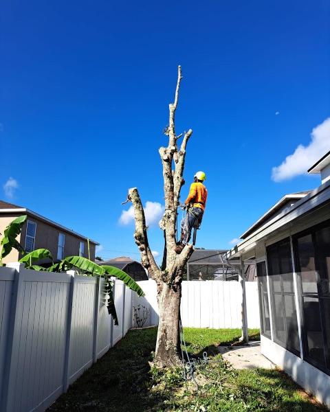 Lady Maria Tree Services