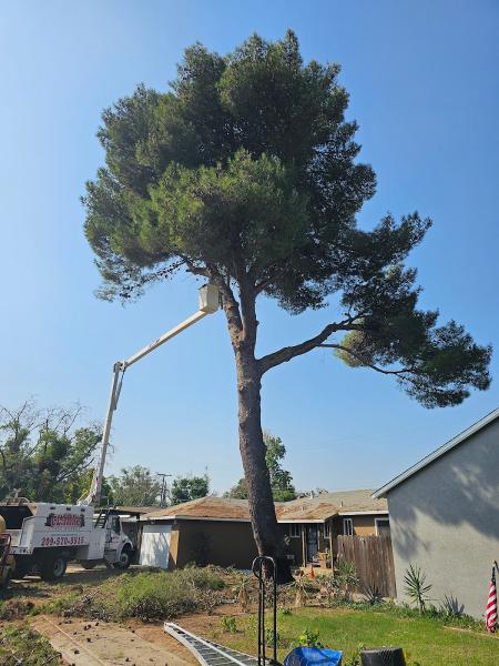 Clark's Tree Works