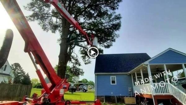 Orleans Co. Tree Service