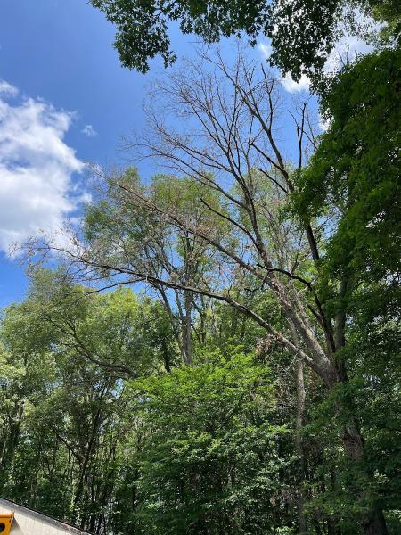 GM Tree Service