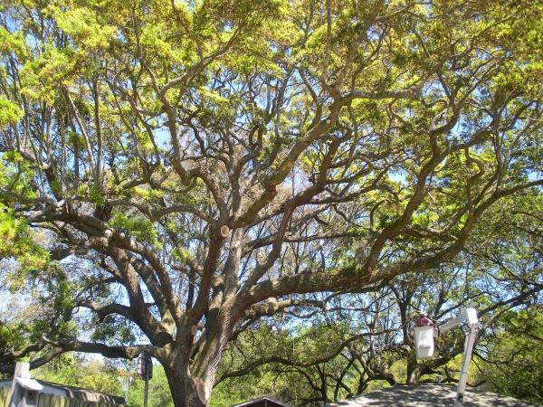 Charleston Stump Stompers & Tree Service