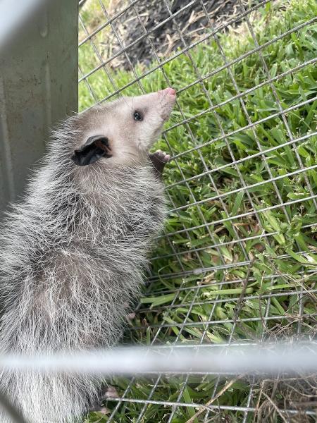 Critter One