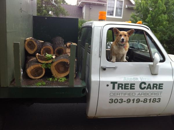 Arbor Vital Tree Care
