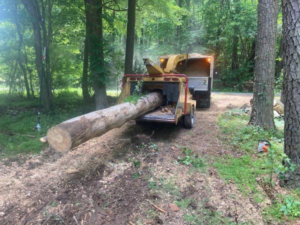 Shelton's Tree and Landscape Maintenance