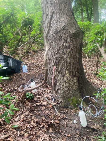 Shelton's Tree and Landscape Maintenance