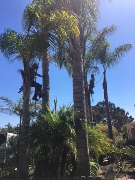 Treeline Tree Services