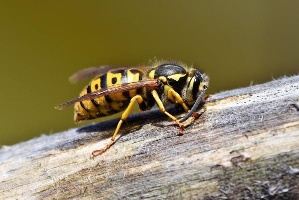 Pest Management Solutions
