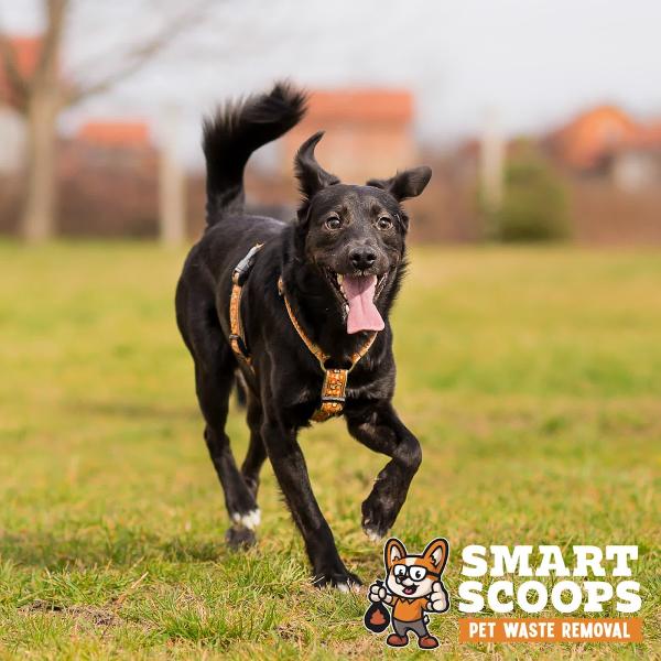 Smart Scoops Pet Waste Removal