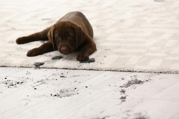 Chase Carpet Care