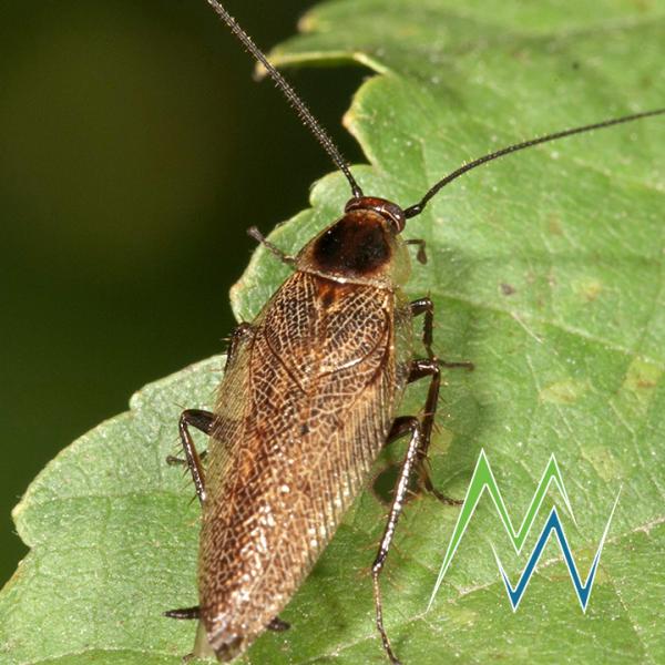 Mountain West Pest Control