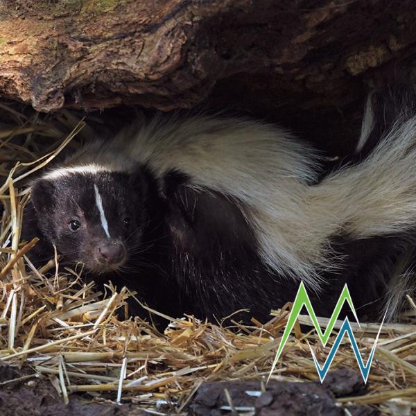 Mountain West Pest Control