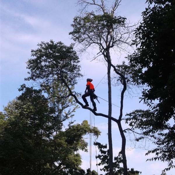 Precision Plus Tree Service