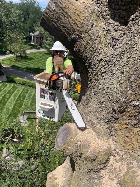 Terry Hughes Tree Services