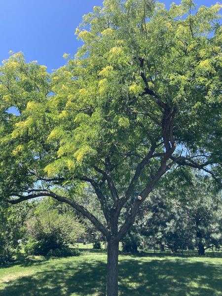 Terry Hughes Tree Services