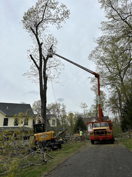 Chad's Tree Service