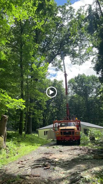 Chad's Tree Service