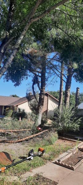 Master Arbor Tree Service