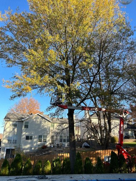 STL Tree Services