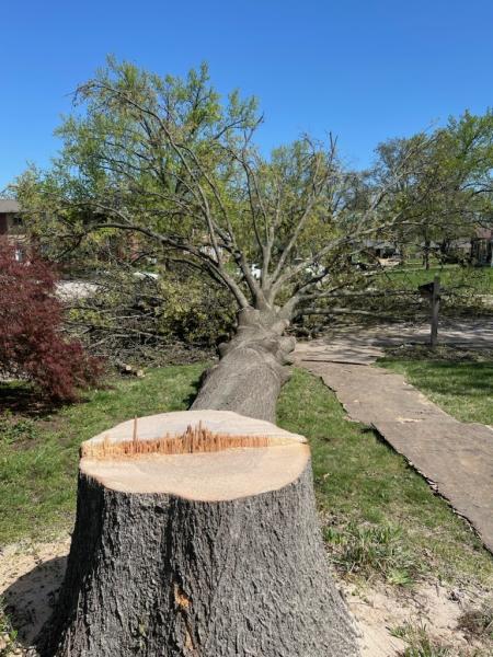 STL Tree Services