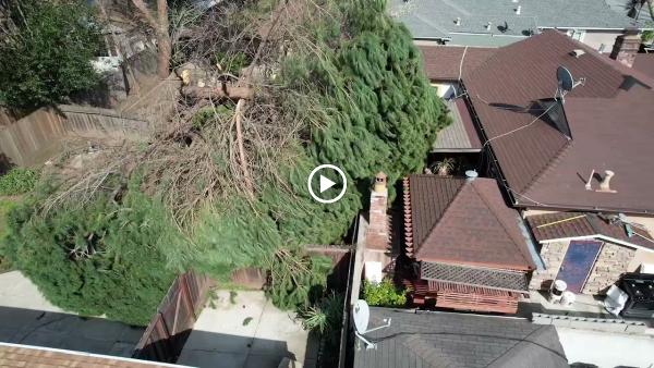 JMV Tree Service Corp