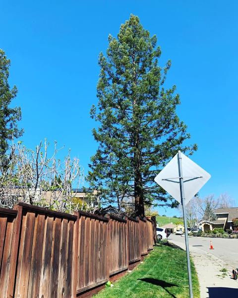 JMV Tree Service Corp
