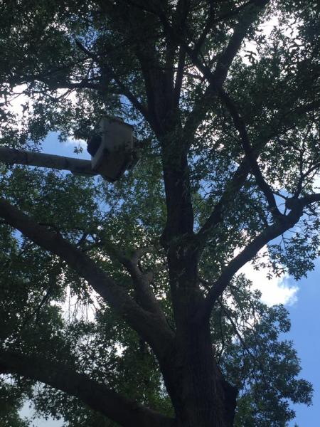 Pentecost Tree Service