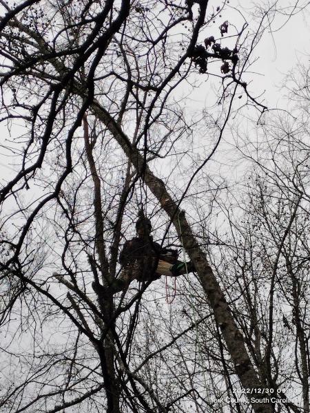 Out On A Limb Tree Service