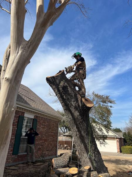 All About Trees Inc.