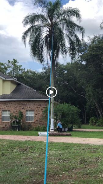 Legends Tree Experts