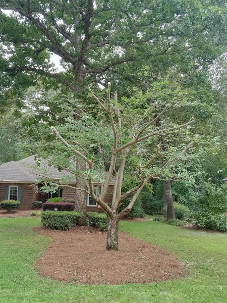 Advantage Tree Service