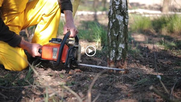 Fremont Tree Service