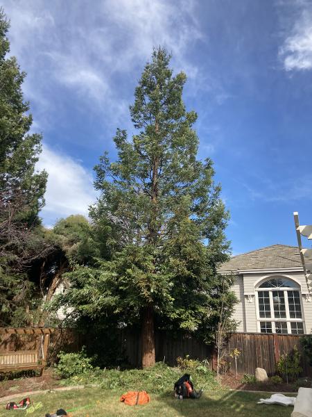 Fremont Tree Service